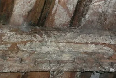 Як позбутися від цвілі на дошках і як бути з статевим грибком (дерев'яна підлога грибок боротьба профілактика) Як позбутися від цвілі на дошках і як бути з статевим грибком