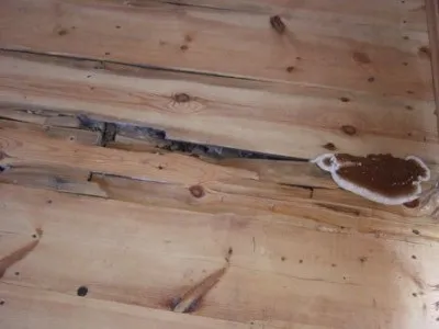 Як позбутися від цвілі на дошках і як бути з статевим грибком (грибком) Як позбутися від цвілі на дошках і як бути з статевим грибком