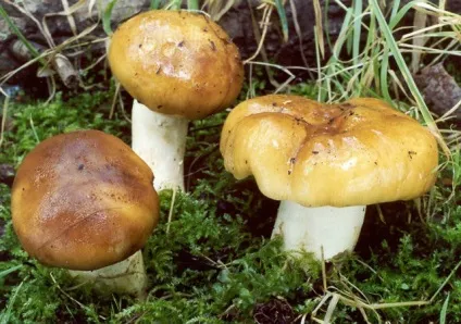 Як маринувати бички гриби щоб були смачні (смачні) Як маринувати бички гриби щоб були смачні