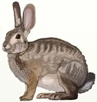 Як намалювати кошеня, малюнок кошеня олівцем (кошеня лежачого спині) Як намалювати кошеня, малюнок кошеня олівцем