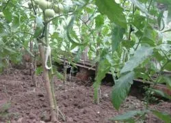 Як обрізати помідори в теплиці (обрізати помідори теплиці) Як обрізати помідори в теплиці