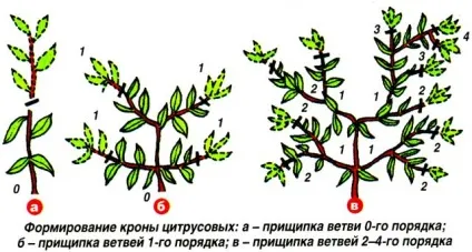 Як обрізати кімнатний мандарин