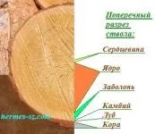 Як відрізнити породи деревини - розглянемо основні породи деревини, які використовуються в (деревини) Як відрізнити породи деревини - розглянемо основні породи деревини, які використовуються в