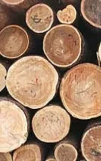 Як відрізнити породи деревини - розглянемо основні породи деревини, які використовуються в (деревини) Як відрізнити породи деревини - розглянемо основні породи деревини, які використовуються в
