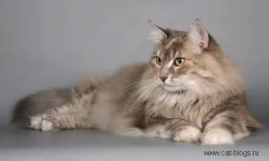 Якого кольору кішку краще завести, котячий помічник (кішку) Якого кольору кішку краще завести, котячий помічник