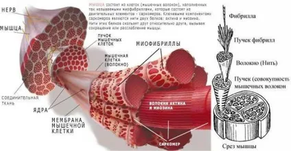 Як здійснюється регуляція роботи серця (здійснюється) Як здійснюється регуляція роботи серця