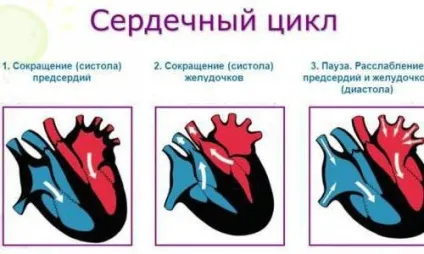Як здійснюється регуляція роботи серця (серця) Як здійснюється регуляція роботи серця