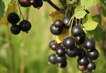 Як відіпрати смородину з одягу, прості способи (методи) Як відіпрати смородину з одягу, прості способи