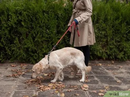Як відучити собаку тягнути поводок (поводок) Як відучити собаку тягнути поводок
