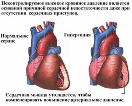 Як здійснюється регуляція роботи серця (роботи серця пов'язана) Як здійснюється регуляція роботи серця