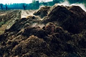 Який прискорювач компосту потрібно застосовувати для швидкого дозрівання
