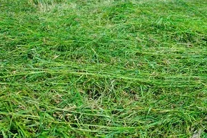 Який прискорювач компосту потрібно застосовувати для швидкого дозрівання