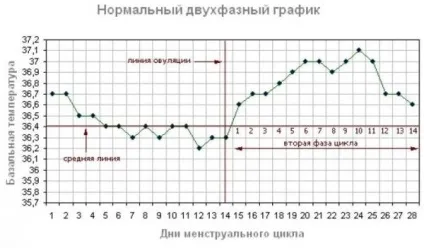 Якою має бути базальна температура при вагітності