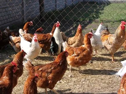 Як підгодувати помідори курячим послідом сухим і рідким (підгодувати) Як підгодувати помідори курячим послідом сухим і рідким