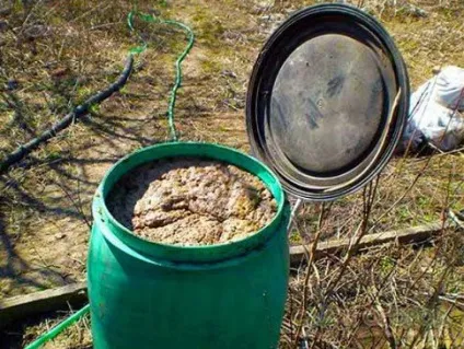 Як підгодувати помідори курячим послідом сухим і рідким (помідори) Як підгодувати помідори курячим послідом сухим і рідким