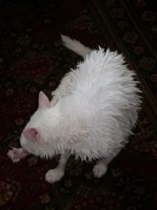 Як помити коте який страшенно боїться води, Чернігів (води) Як помити коте який страшенно боїться води, Чернігів