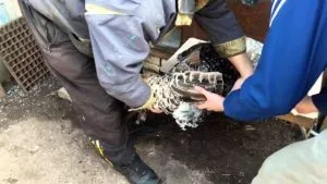 Як підрізати крила індикам, якщо вони ведуть себе агресивно (ведуть) Як підрізати крила індикам, якщо вони ведуть себе агресивно