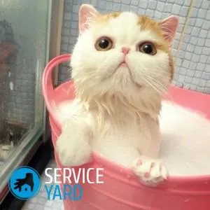 Як помити кота якщо він боїться води і дряпається, serviceyard-затишок вашого будинку в ваших руках (як помити кота якщо він боїться води і дряпається) Як помити кота якщо він боїться води і дряпається, serviceyard-затишок вашого будинку в ваших руках