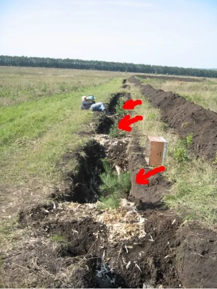 Як посадити дерево і чагарник, щоб вони легко прижилися, чарівне родовий маєток як місце (дерево) Як посадити дерево і чагарник, щоб вони легко прижилися, чарівне родовий маєток як місце