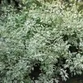 Як правильно садити і доглядати за дерен, ти (правильно) Як правильно садити і доглядати за дерен, ти