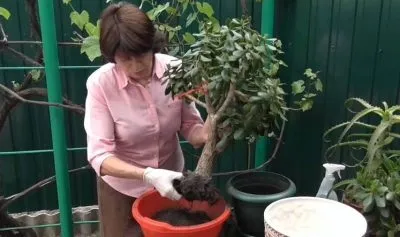 Як правильно посадити грошове дерево в домашніх умовах і доглядати за ним