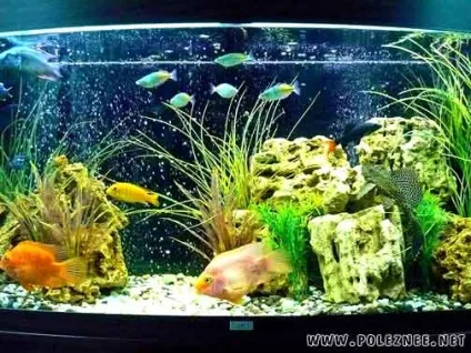 Як правильно утримувати акваріум