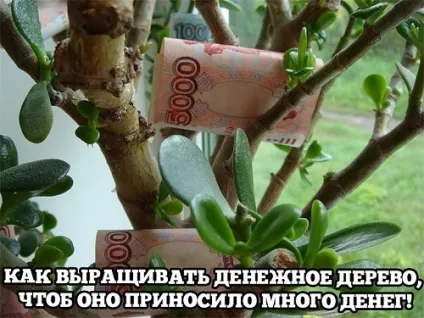 Як правильно посадити грошове дерево, щоб водилися в будинку гроші (правильно) Як правильно посадити грошове дерево, щоб водилися в будинку гроші