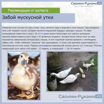 Як правильно розводити індоуток в домашніх умовах - детальна інформація! (Правильно розводити індоуток) Як правильно розводити індоуток в домашніх умовах - детальна інформація!