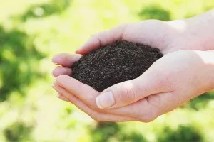 Як приготувати добриво з курячого посліду (посліду) Як приготувати добриво з курячого посліду