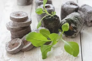 Як приготувати добриво з курячого посліду (компост з пташиних екскрементів) Як приготувати добриво з курячого посліду