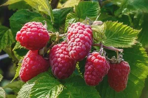 Як приготувати добриво з курячого посліду (захищає кореневу систему) Як приготувати добриво з курячого посліду