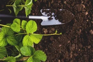 Як приготувати добриво з курячого посліду (компост з пташиних екскрементів) Як приготувати добриво з курячого посліду