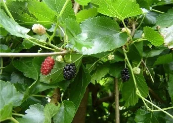 Як прищепити шовковицю () Як прищепити шовковицю