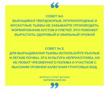 Як прищипувати гарбуз у відкритому грунті, в теплиці, схема і етапи (теплиці) Як прищипувати гарбуз у відкритому грунті, в теплиці, схема і етапи