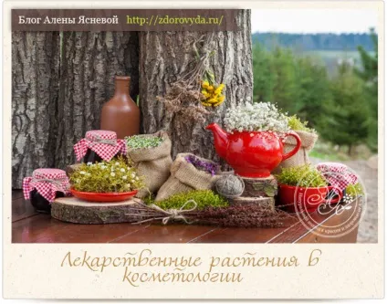 Як застосовувати лікарські трави в косметології (Лікарські рослини КОСМЕТОЛОГІЇ) Як застосовувати лікарські трави в косметології