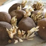 Як пророщувати картоплю і що з цим робити (посадка картоплі) Як пророщувати картоплю і що з цим робити