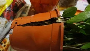 Як рекомендується доглядати за доларовими деревом в домашніх умовах (фото і відео матеріал) (деревом) Як рекомендується доглядати за доларовими деревом в домашніх умовах (фото і відео матеріал)