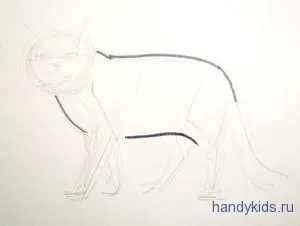 Як малювати котів різних порід (кішок) Як малювати котів різних порід