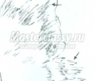 Як малювати різні породи собак своїми руками (великі білі плями) Як малювати різні породи собак своїми руками