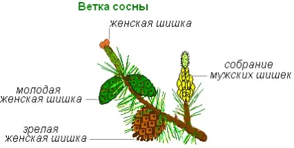 Як відбувається запліднення у голонасінних - з заплідненої яйцеклітини рослин утворюється - (запліднення) Як відбувається запліднення у голонасінних - з заплідненої яйцеклітини рослин утворюється -
