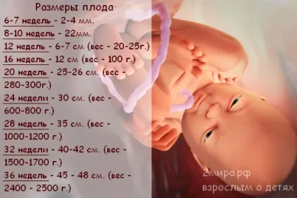 Як росте живіт під час вагітності - фотографії жінок з різними типами фігур, коли починає (як росте живіт) Як росте живіт під час вагітності - фотографії жінок з різними типами фігур, коли починає