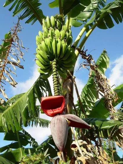Як ростуть фрукти