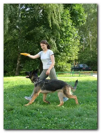 Навчання dog-frisbee (тарілки) Навчання dog-frisbee