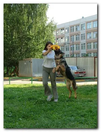 Навчання dog-frisbee (учасник) Навчання dog-frisbee