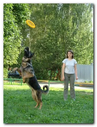 Навчання dog-frisbee (раунду) Навчання dog-frisbee