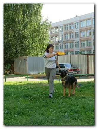 Навчання dog-frisbee (знімається) Навчання dog-frisbee