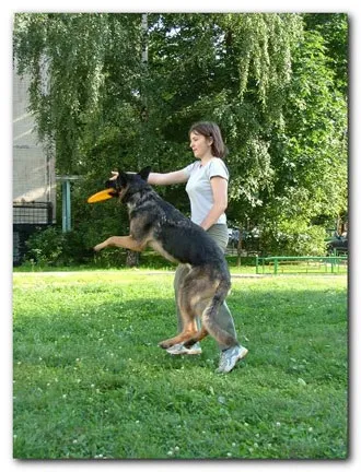 Навчання dog-frisbee (кидає) Навчання dog-frisbee
