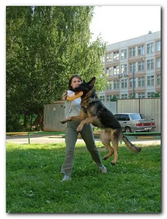 Навчання dog-frisbee (повітрі) Навчання dog-frisbee