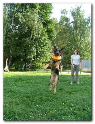 Навчання dog-frisbee (диска) Навчання dog-frisbee