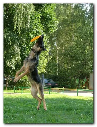 Навчання dog-frisbee (tossfetch) Навчання dog-frisbee